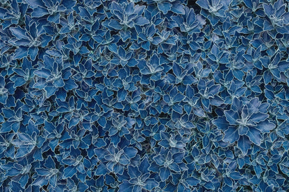 Jolly Ranchers