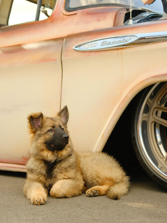 Puppy Doggy!